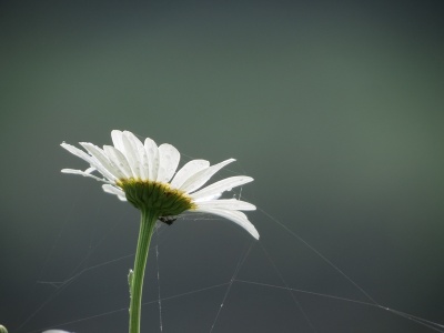 ox-eye daisy (Leucanthemum vulgare) Kenneth Noble